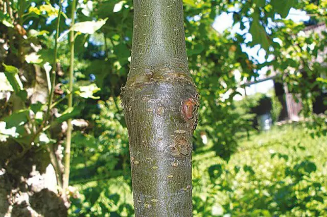 Zdravý řezový spoj na stromě po roubování vrtačkou