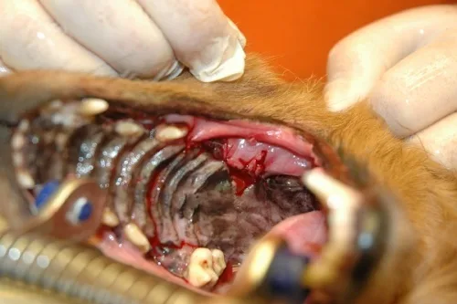 Veterinář zkoumá zánět dásní u psa