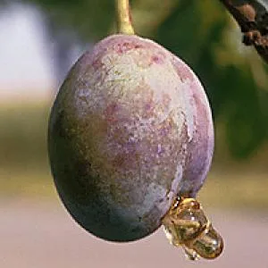 Plum with gummosis droplet