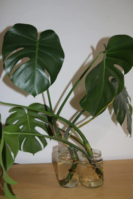 Monstera se pěstuje ve vodě v dvou sklenicích.