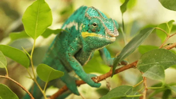 Zelený kameleon sedící na větvi mezi listy.