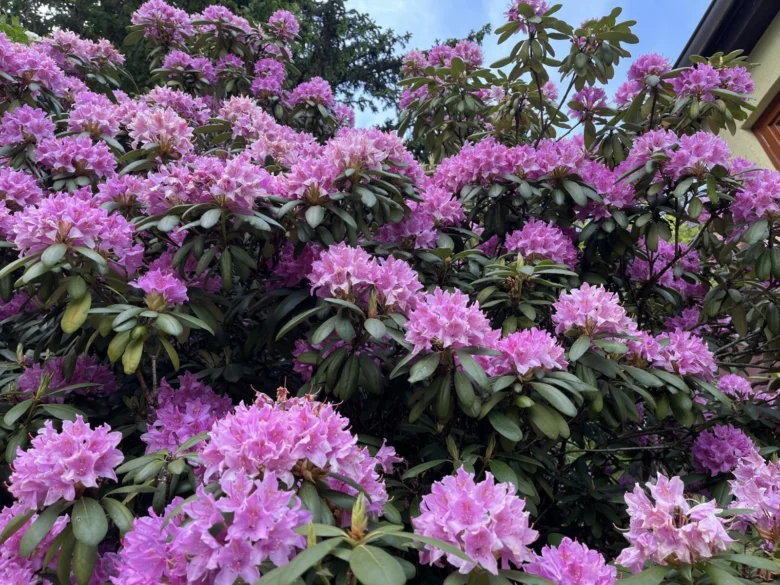 Rozkvetlý rododendron s růžovými květy a zeleným listím.