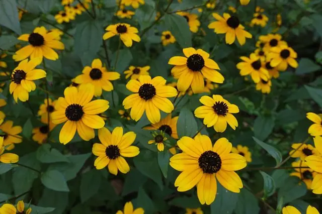 Žluté květy Rudbeckie s tmavým středem rostoucí v zahradě.