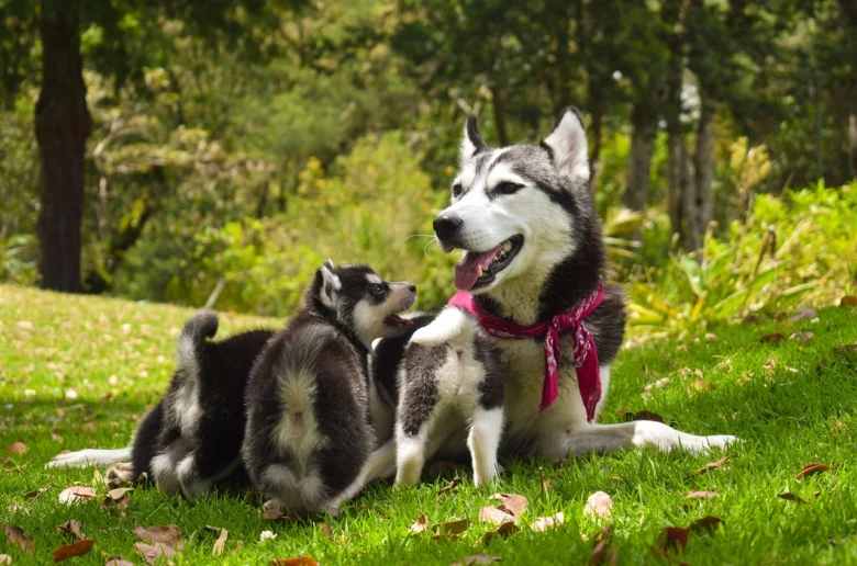 Velký husky s dvěma štěňaty na trávníku.