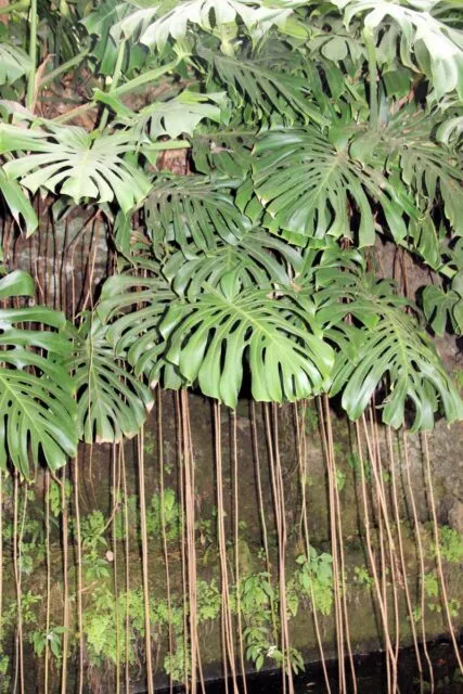 Monstera s rozdělenými listy visícími nad mechem.