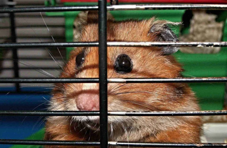 Blízky záběr na tvář roborovského křečka v kleci.