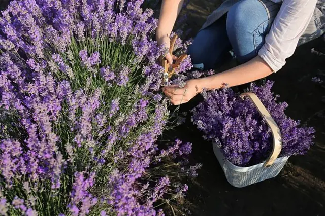 Harvestování levandule na přímém slunci do košíku.