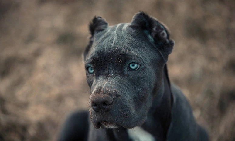 Modrý oční pes bandog s tmavou srstí na pozadí přírody.