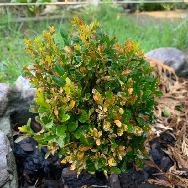 Buxus s rostoucími žloutnoucemi listy v zahradě.