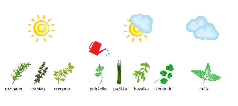 Ilustrace s petrželkou a dalšími bylinkami pro pěstování v květináči.