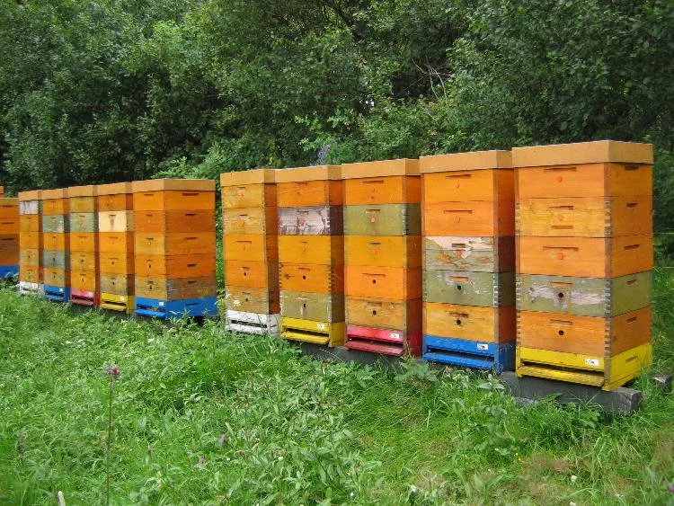 Beehives in field