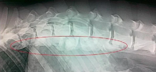 Rentgenový snímek páteře psa s označenou spondylózou.