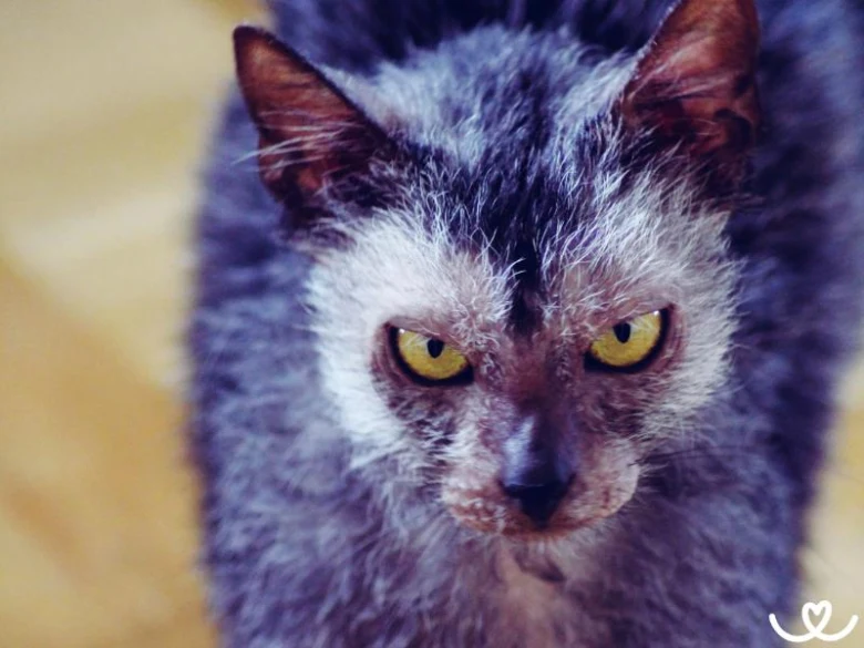 Blízko na tvář lykoi kočky s řídkou šedou srstí a žlutýma očima.