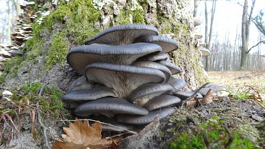 Hlíva ústřičná rostoucí na kmeni stromu v lese.