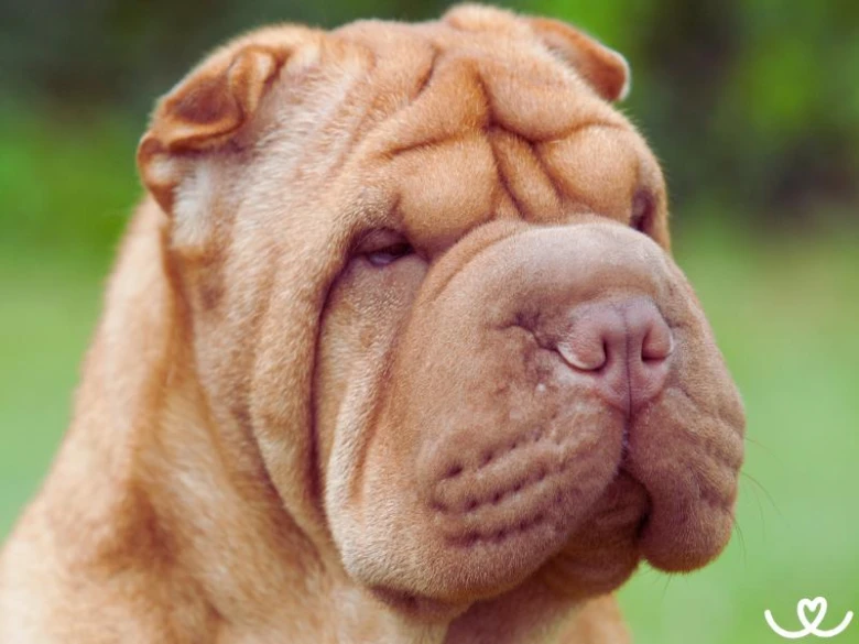 Portrét psa plemene shar-pei s vráskami na tváři