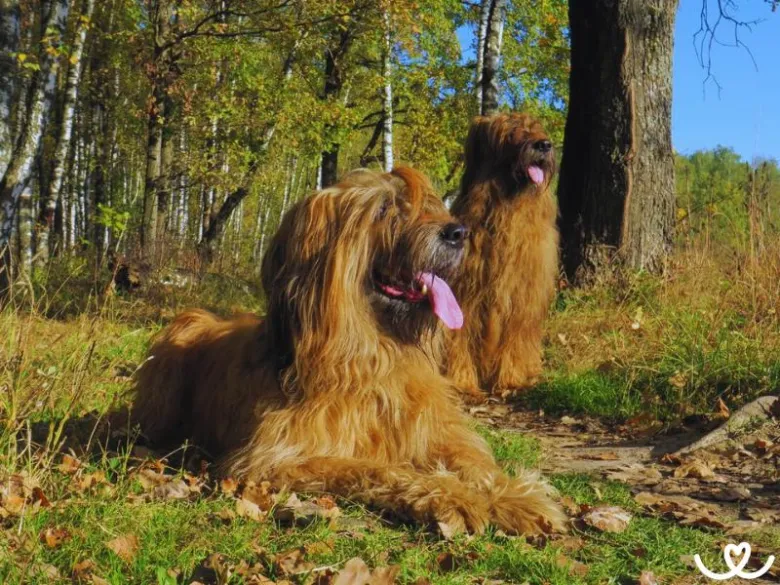 Dva vlásatí psi rasy briard leží na trávě v lese.