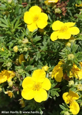 Žluté květy rostliny Potentilla fruticosa v zelených listech.