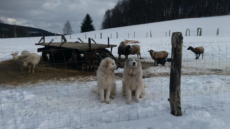 Dva psi sedí ve sněhu s ovci na farmě.