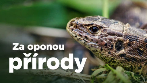 Blízko na hlavu ještěrky v přírodě.