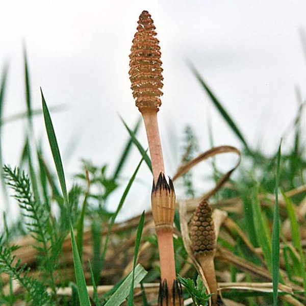 Horsetail plant in grass