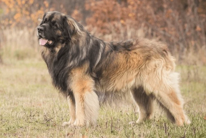 Velký pes rasy Leonberger stojí na travnatém poli.