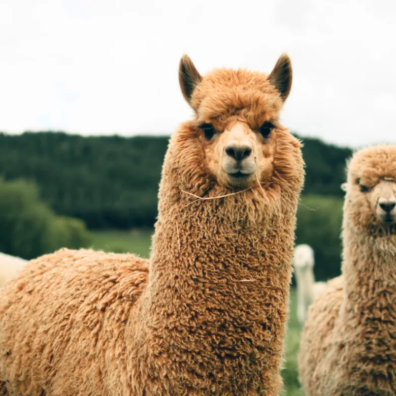 Blonďavá lama s senem v tlamě na pozadí zelených kopců.