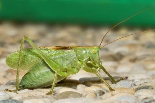 Zelené saranče sedící na drobných kamínkách.