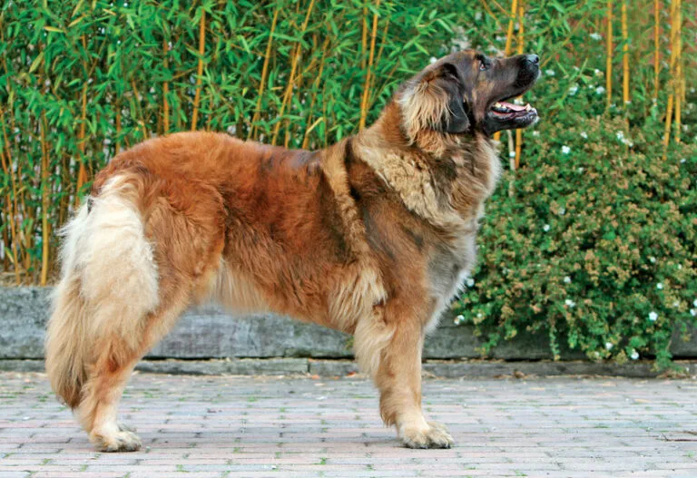 Velký pes rasy Leonberger stojí na dlažbě před zelenou vegetací.