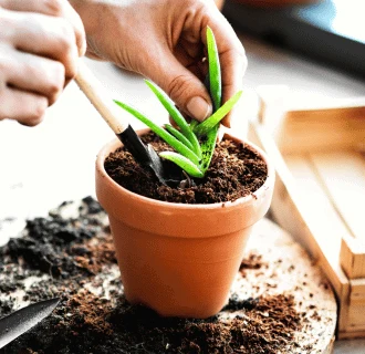 Ruce zasazují rostlinu aloe vera do hrnce s půdou.