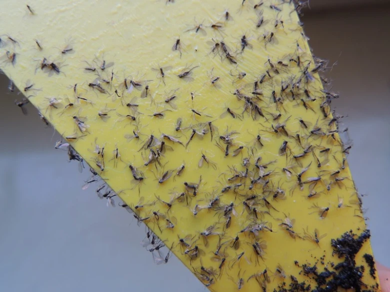 Mosquitoes on trap
