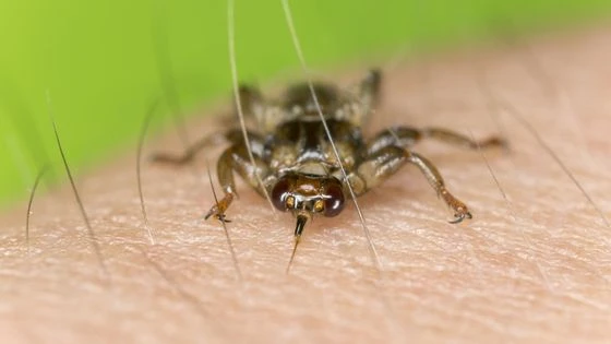 Deer fly on skin