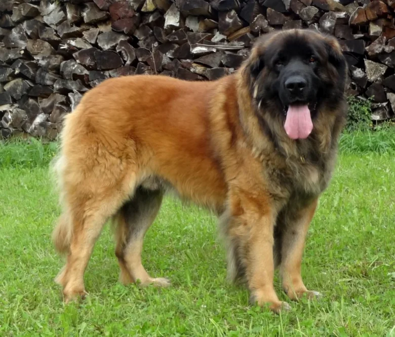 Velký leonberger pes stojí na trávníku před dřevěným plotem.