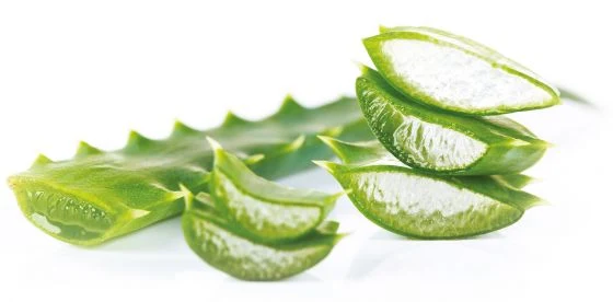 Čerstvé listy aloe vera s viditelnou želé uvnitř.