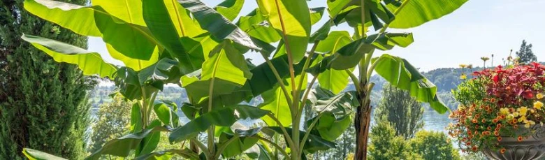 Banana plant outdoors