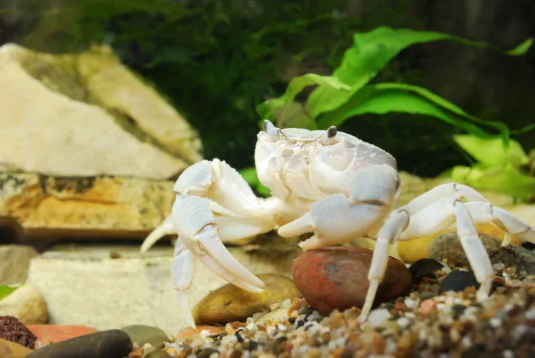 Bílý krab v akváriu mezi kameny a rostlinami.
