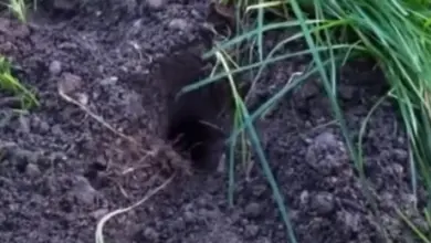 Výkop hlodavce v zemi mezi trávou