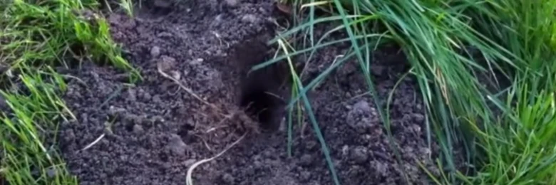 Výkop hlodavce v zemi mezi trávou