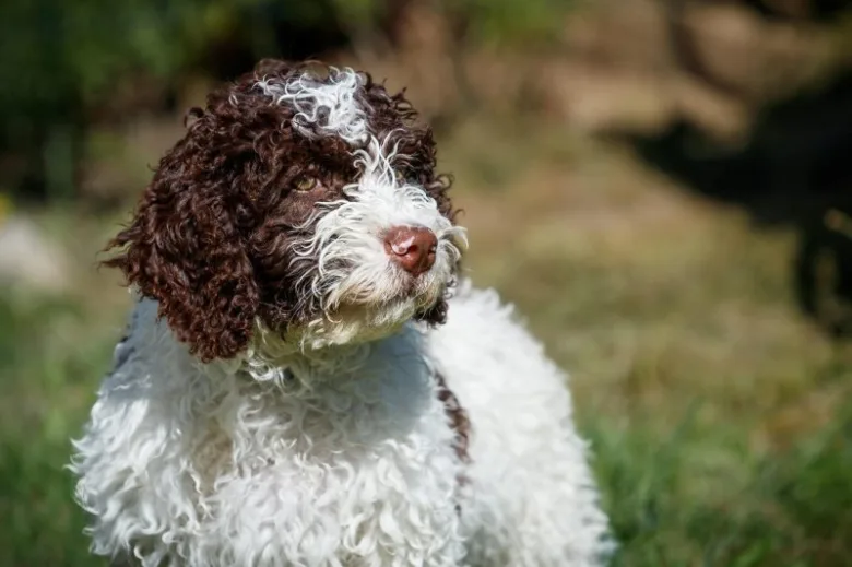 Spanish water dog
