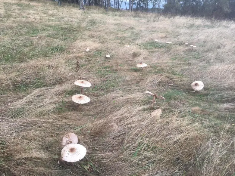 Bedly rostoucí na suché trávě v přírodě.