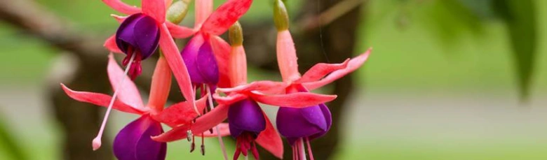 Hanging fuchsia flowers