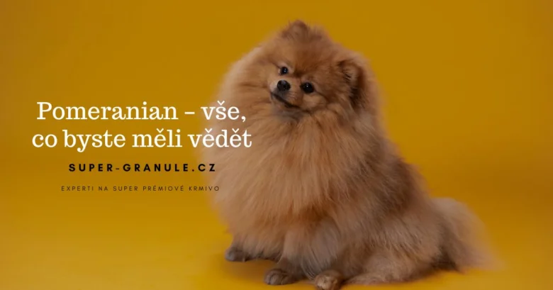 Pomeranian dog