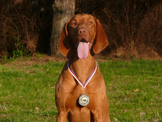 Hungarian vizsla dog with medal