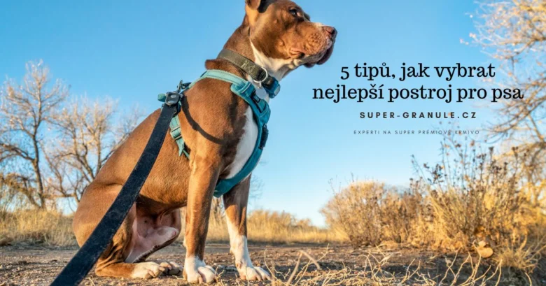 Hnědý pes sedí venku v poli s modrou přilnavou.