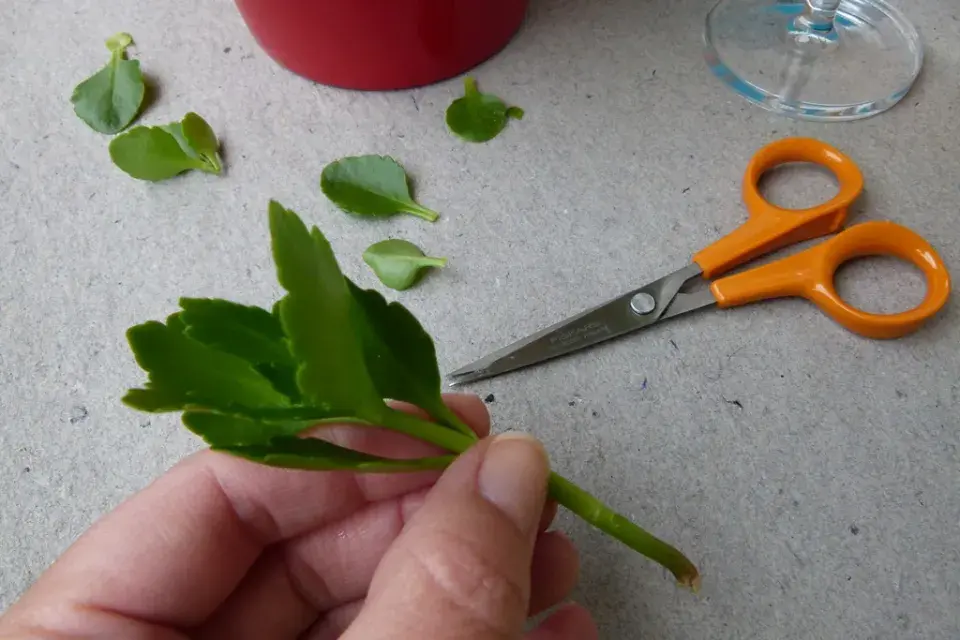 Ruka drží řez kalanchoe s nůžkami vedle na povrchu.