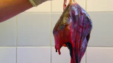 Lidská plodnice držaná v rukavici před dlažbou.