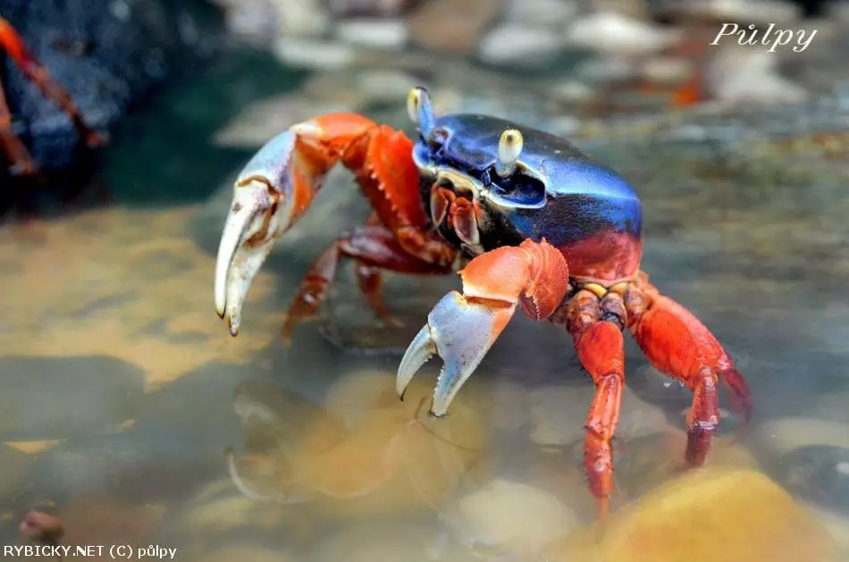 Královitý krab s modrou skořápou v akváriu na kamenech.