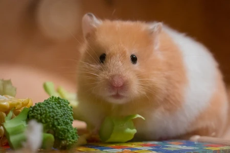 Syrský křeček sedící vedle zeleniny jako brokolice.