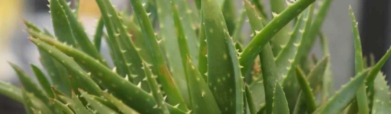 Blízky záběr na zelené listy rostliny aloe vera s trny.