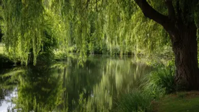 Vrba nad řekou s odrazem v klidné vodě.