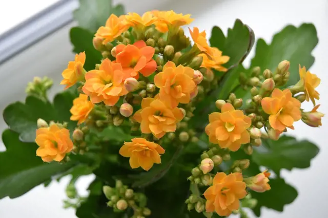 Jasné oranžové květy kalanchoe s zelenými listy.